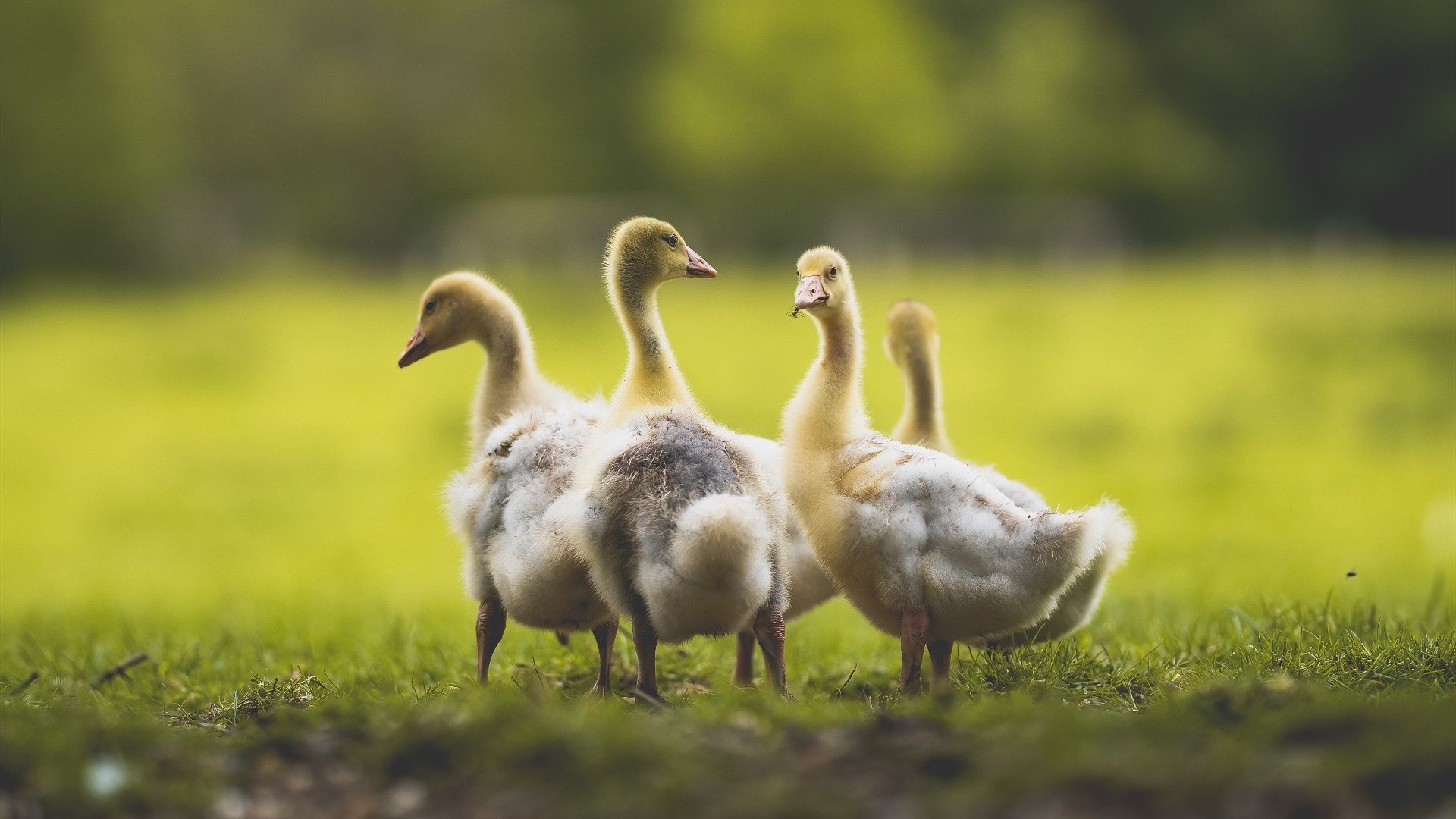 “超越自我:车手的心灵疾驰”