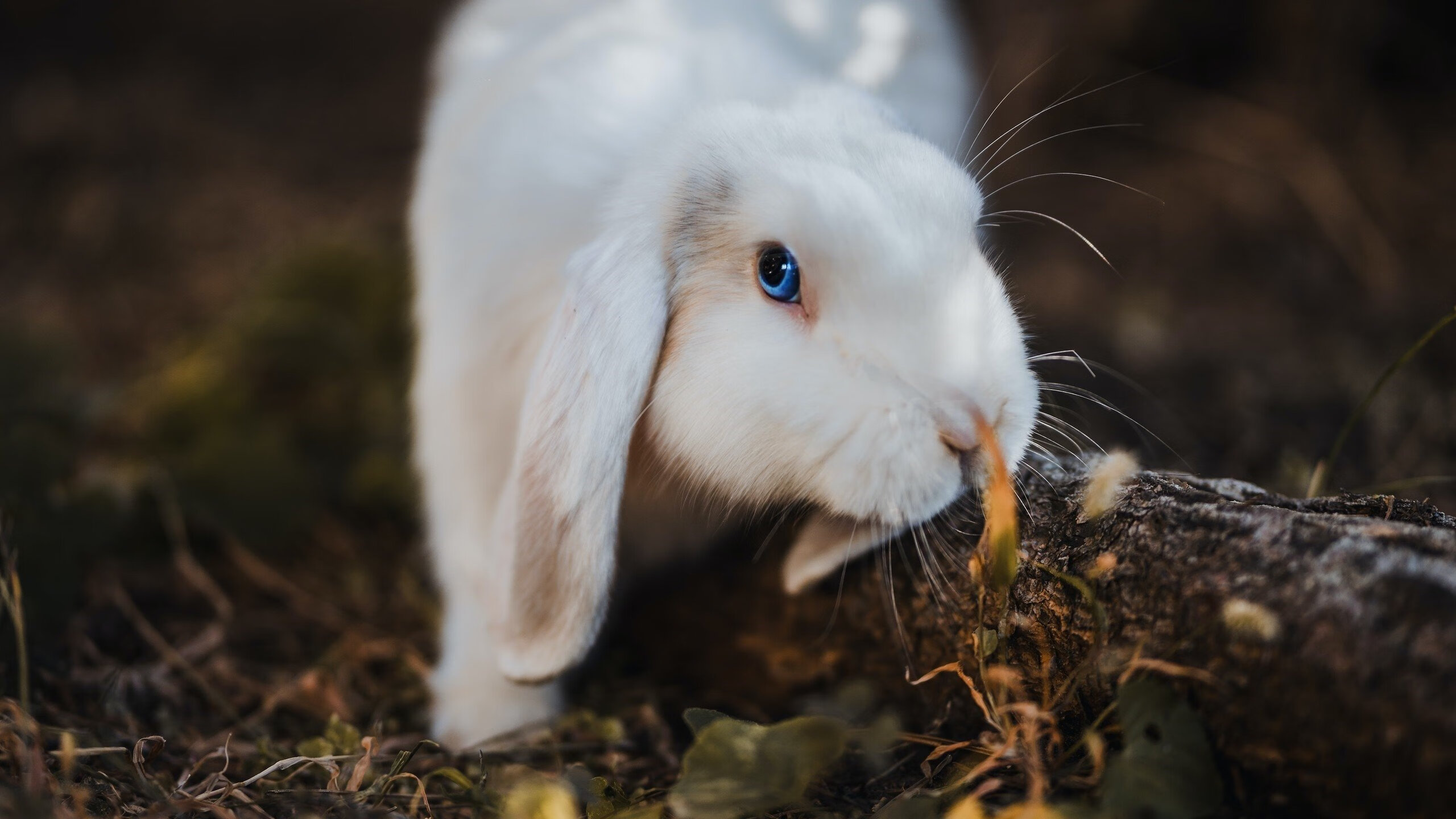 kaiyun中国官方网站-“西甲战况精彩纷呈，球队各自奋勇向前”，西甲阵容排行榜