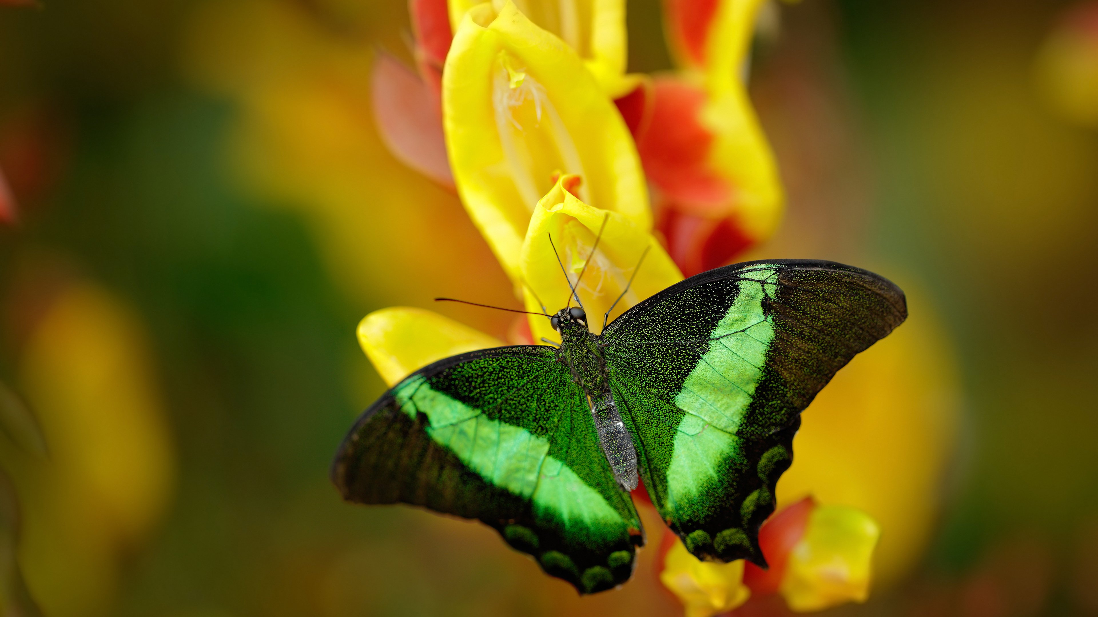 开云中国大陆-【奥沙利文成长记】从少年奇才到永恒传奇的故事，奥沙利文著名146