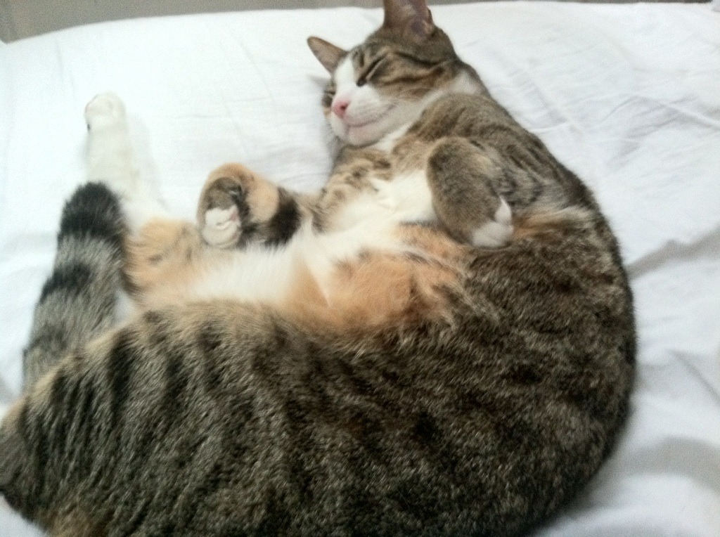 【奥沙利文成长记】从少年奇才到永恒传奇的故事，奥沙利文著名146