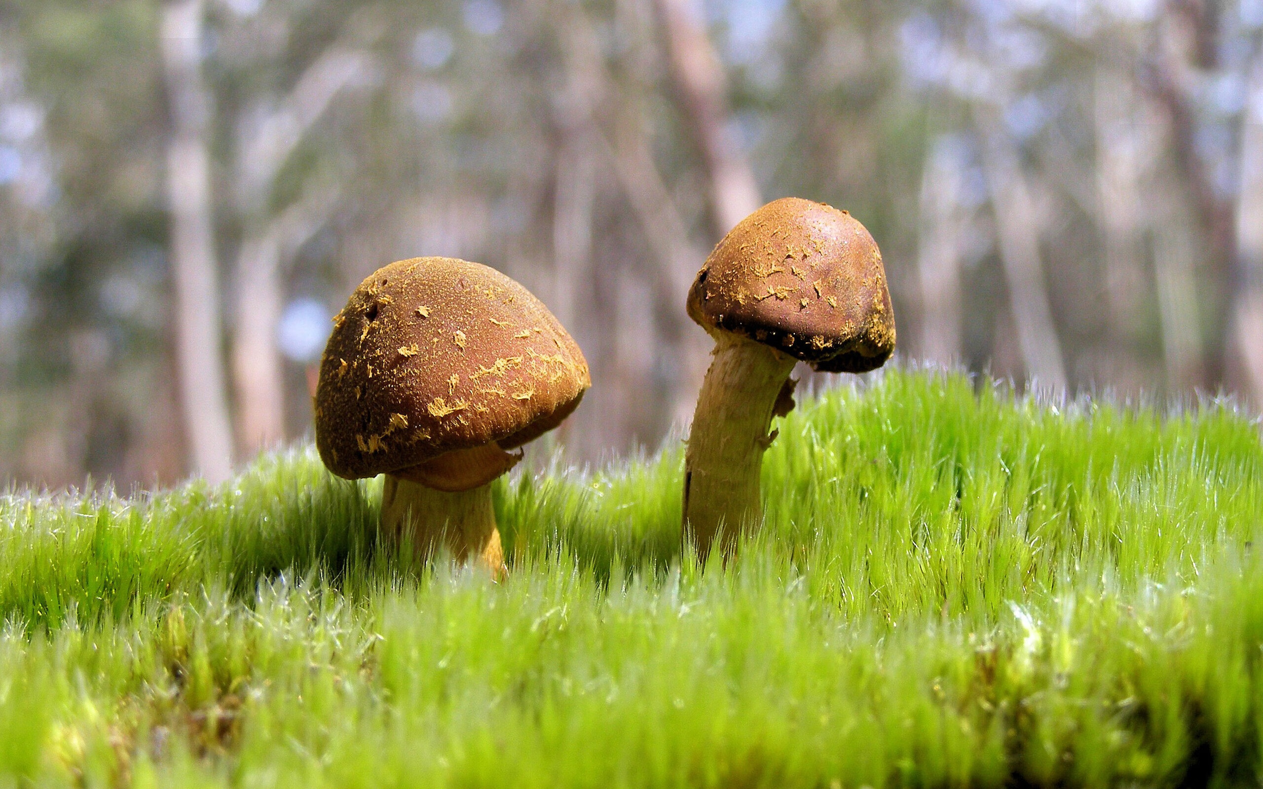 以“足球+文化”推动城市文化建设,打造城市新名片,足球文化主题绘画