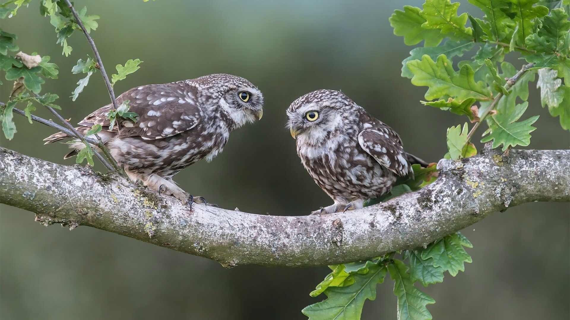 局中局：比赛中的战术布置和心理战，局中棋是什么意思