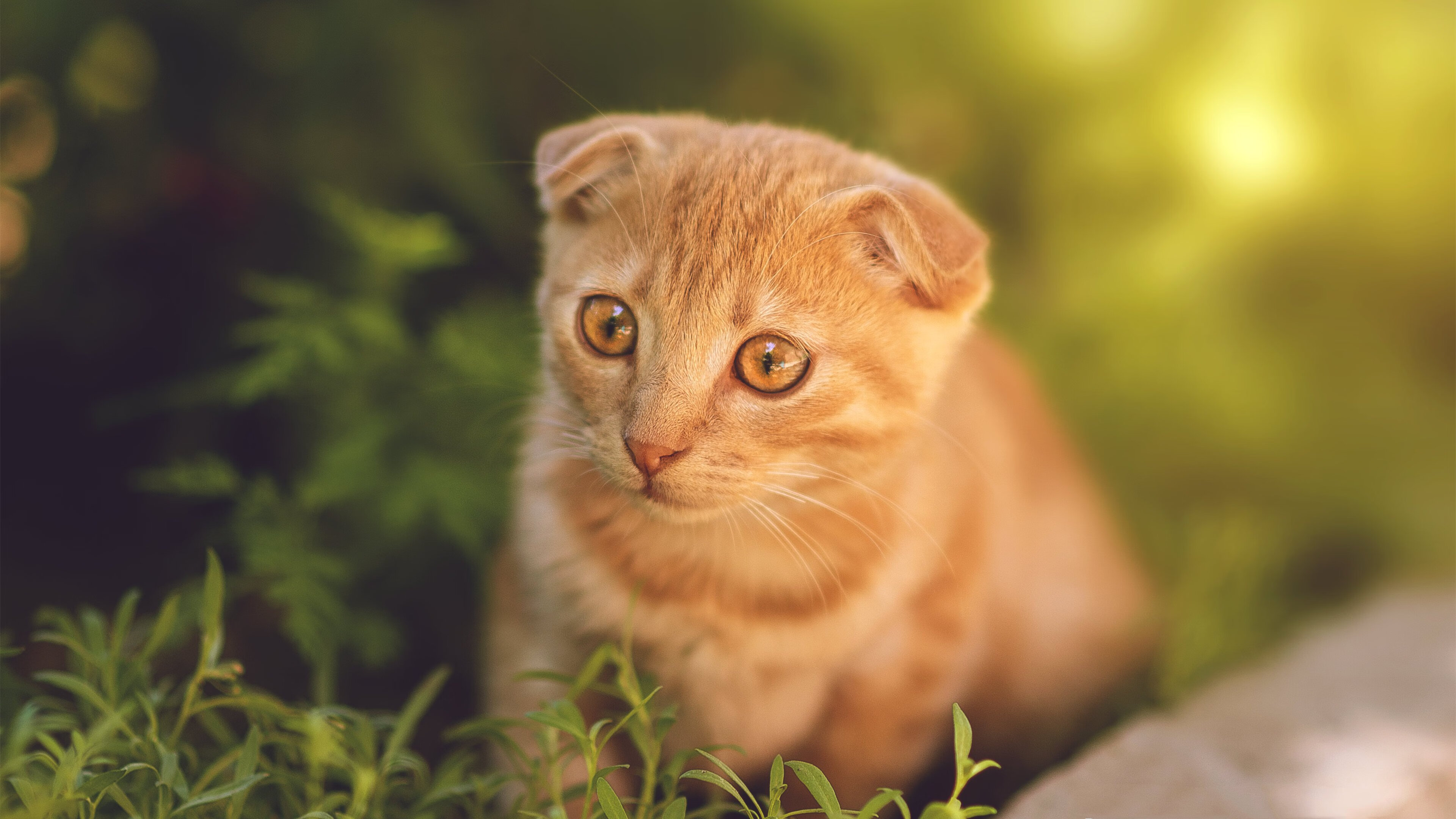 Kaiyun(中国)开云-意甲：国际米兰领先，米兰双雄紧随其后，意甲冠军 米兰