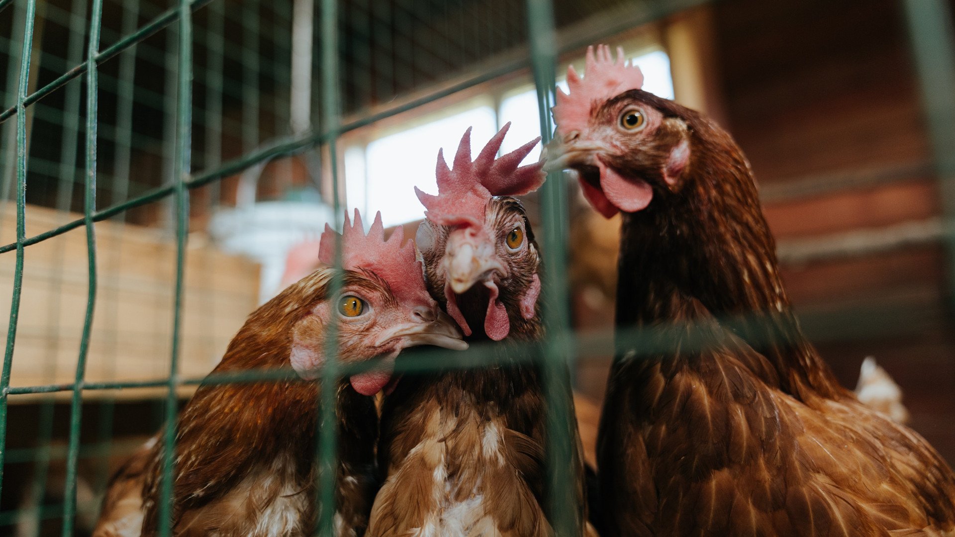 电竞解说的幕后故事:如何准备比赛解说与提升专业能力,电竞解说内容