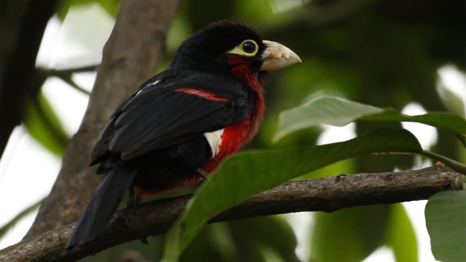 英雄联盟“巅峰之战”超级总决赛引爆眼球,lol之决战巅峰