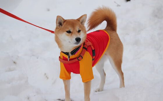 Aster季后赛对阵形势分析，aster新阵容