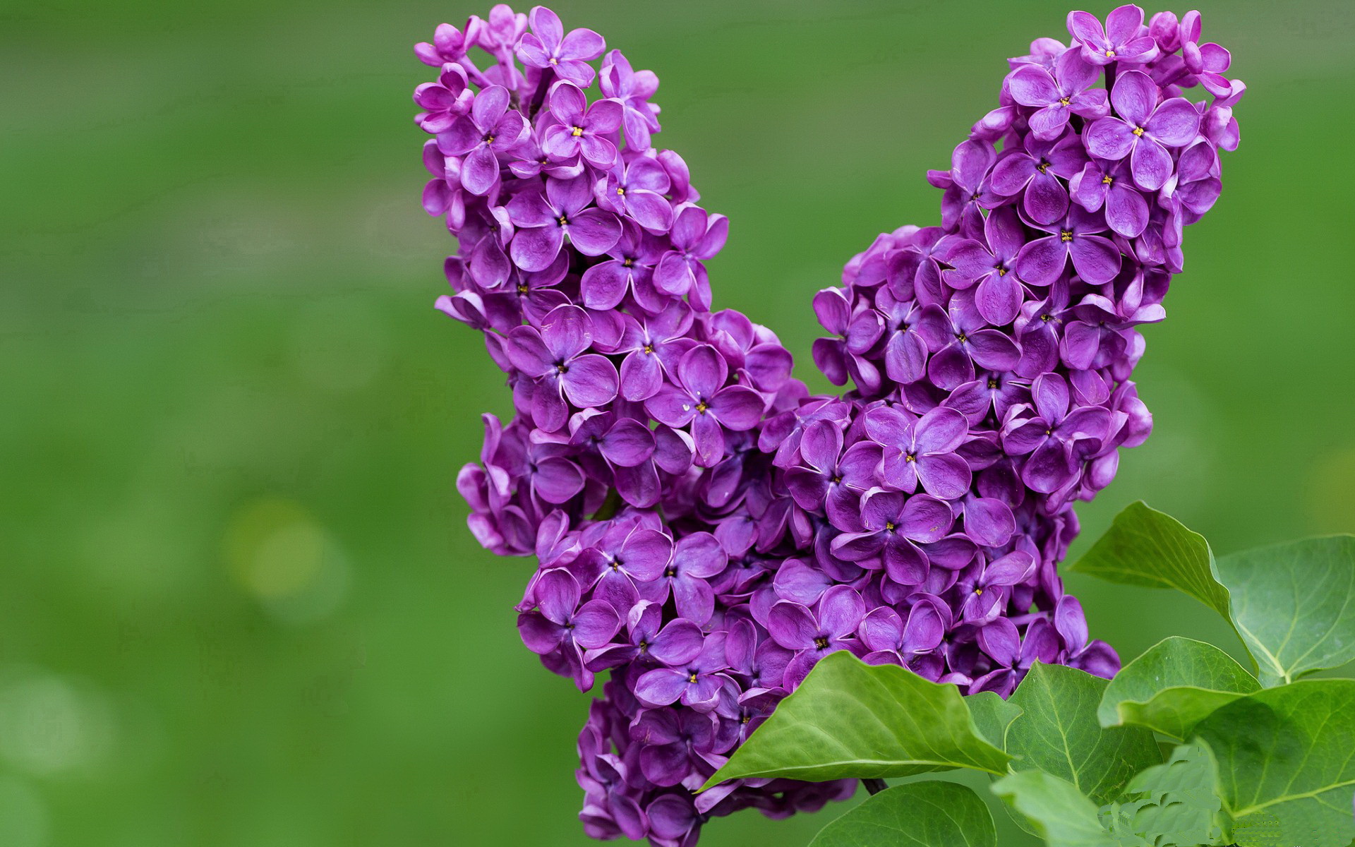 kaiyun登录入口-勇士连战连捷库里连中三分，勇士库里三分破纪录