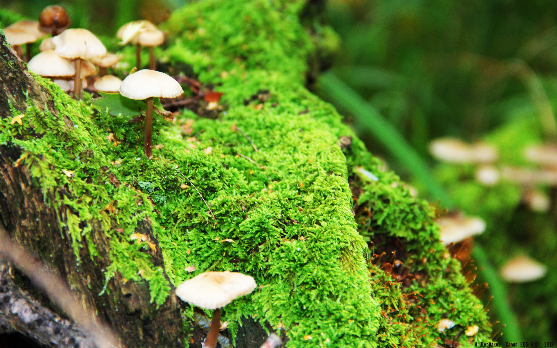 开云体育APP下载-国米是否能继续依靠双前锋体系推进，国米前瞻