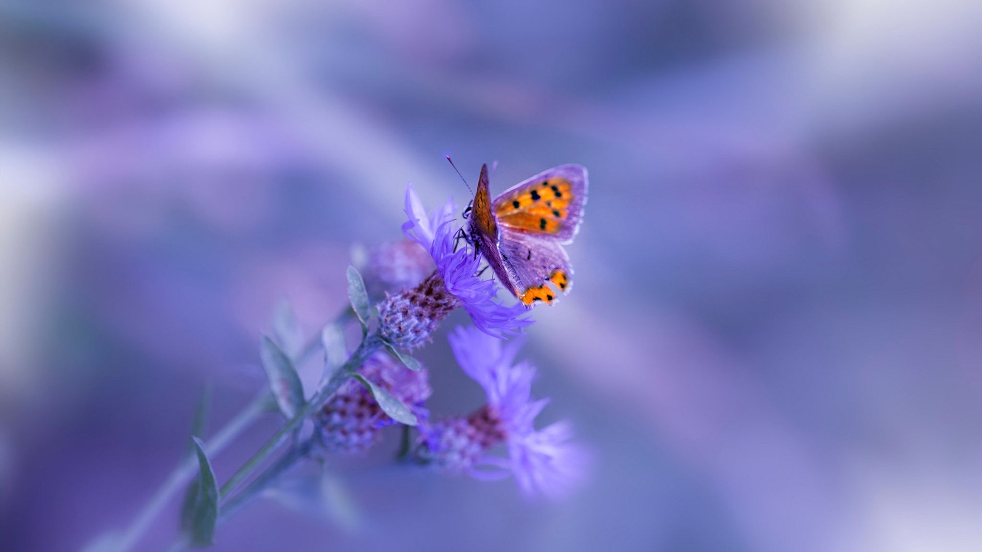 开云·体育官网APP下载-拜仁慕尼黑二度战胜，夺冠前路愈发清晰，拜仁慕尼黑联赛冠军