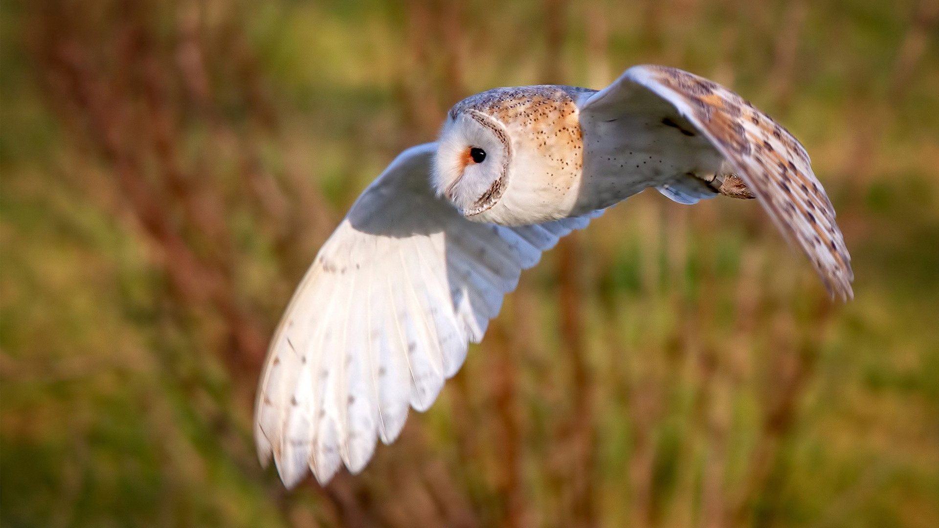 kaiyun网站-技压群雄_ 拜仁慕尼黑再下狠手痛击美因茨，拜仁5比2美因茨