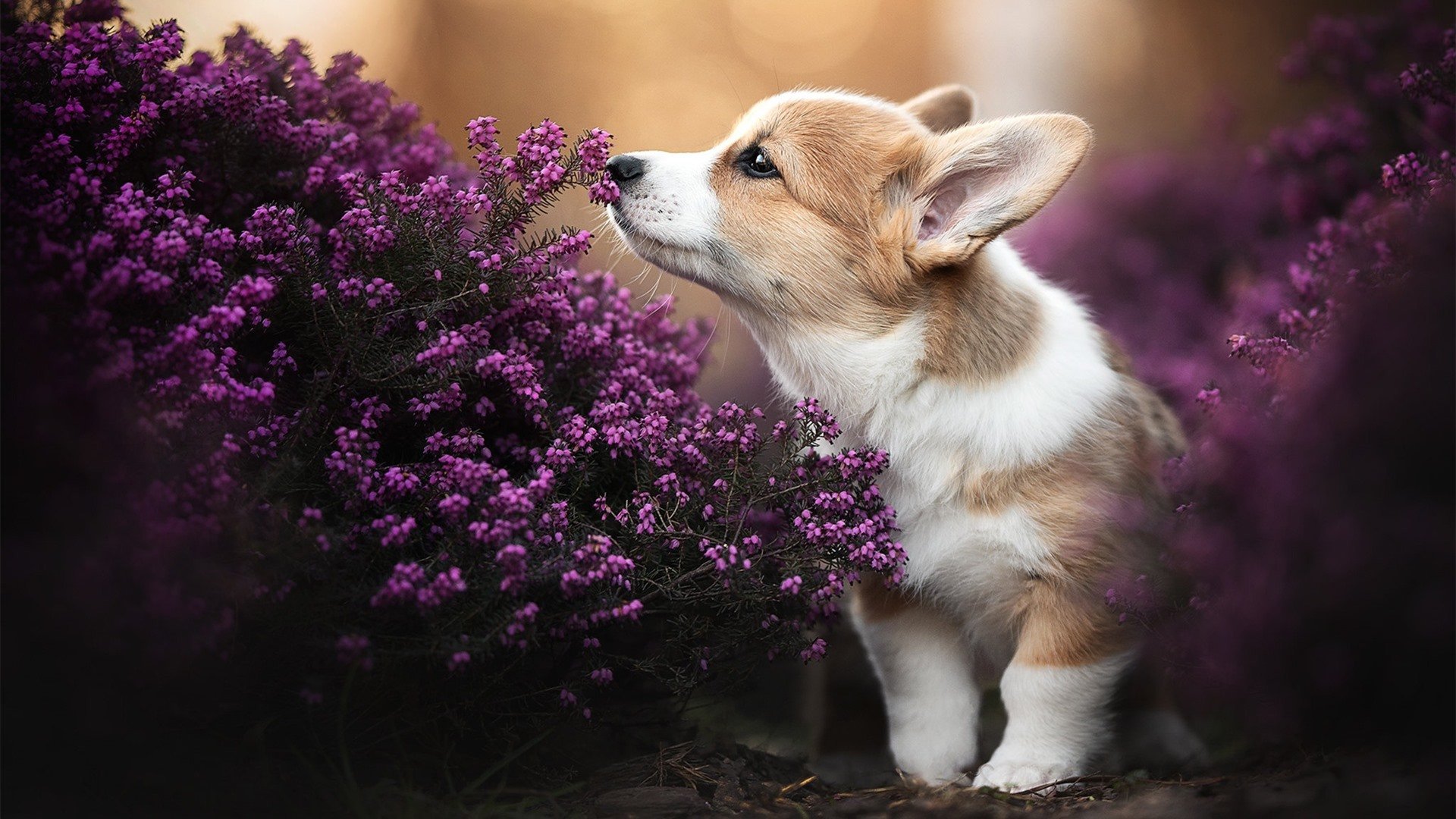 森林狼末节逆袭击退魔术,森林狼rider