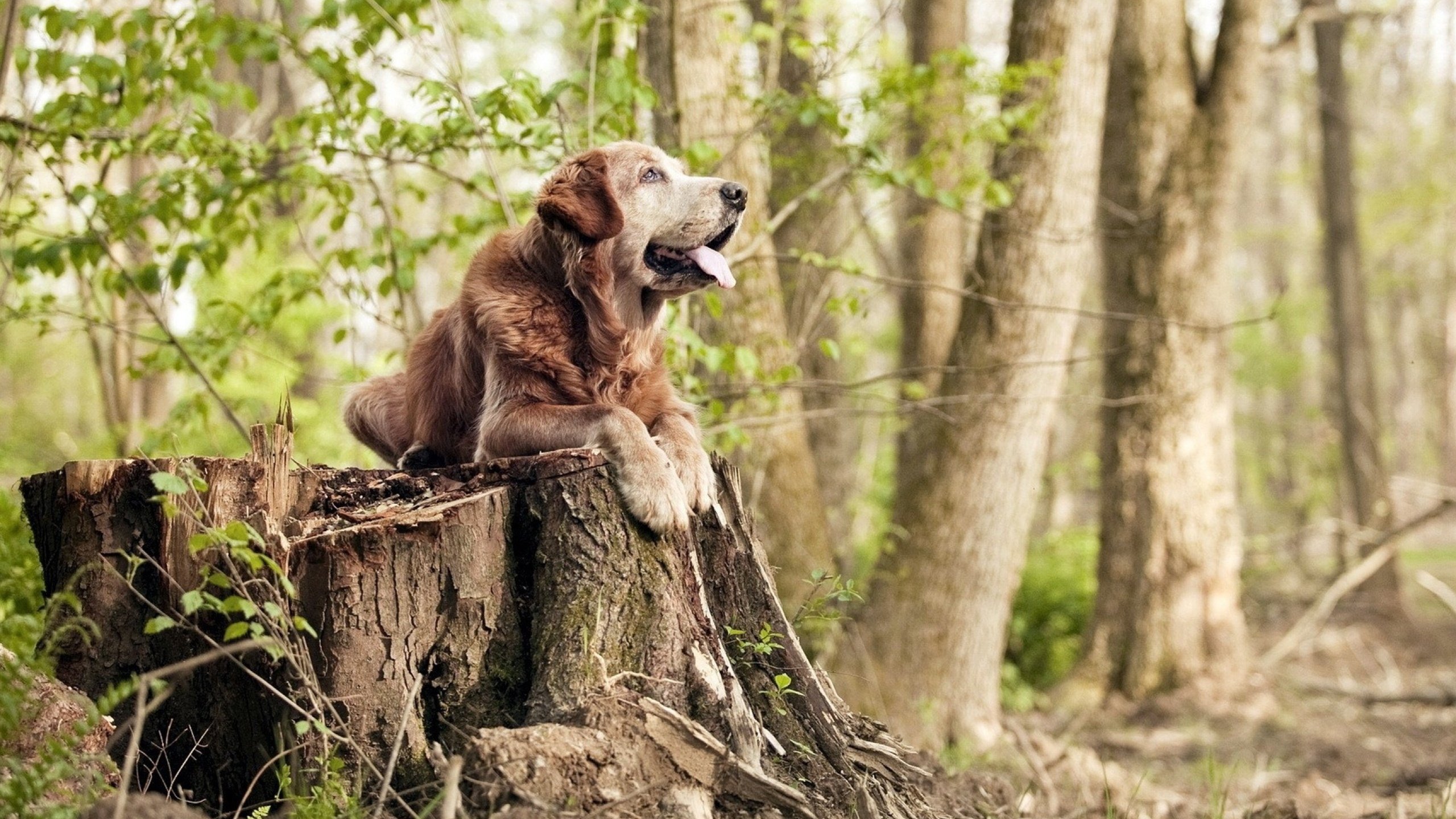 欧洲足球冠军联赛球队阵容大调整,实力有所提升,欧洲足联欧洲联赛冠军