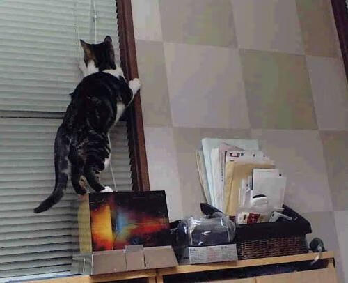 焦点篮球转会交易汇总，焦点篮球转会交易汇总最新