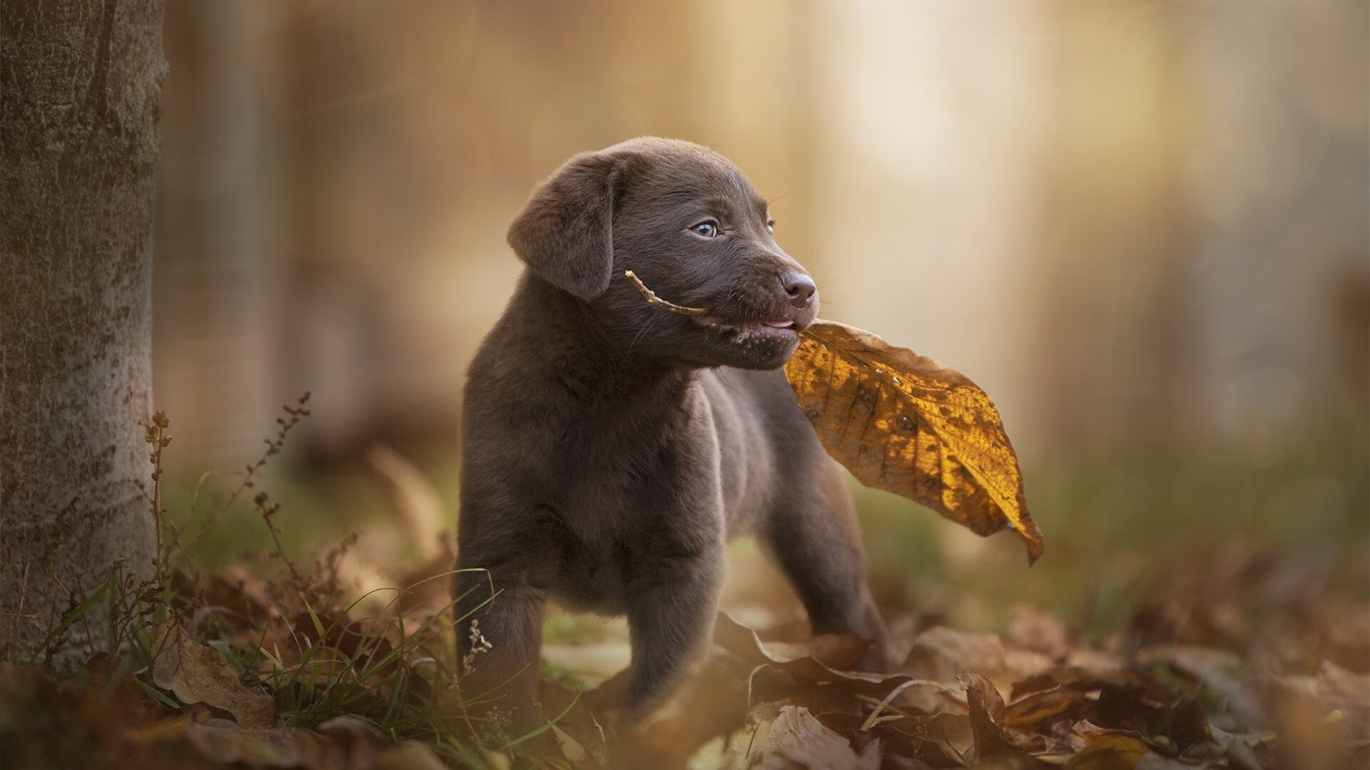 贵州男篮千方百计争取胜利，拼尽全力，贵州男篮球星