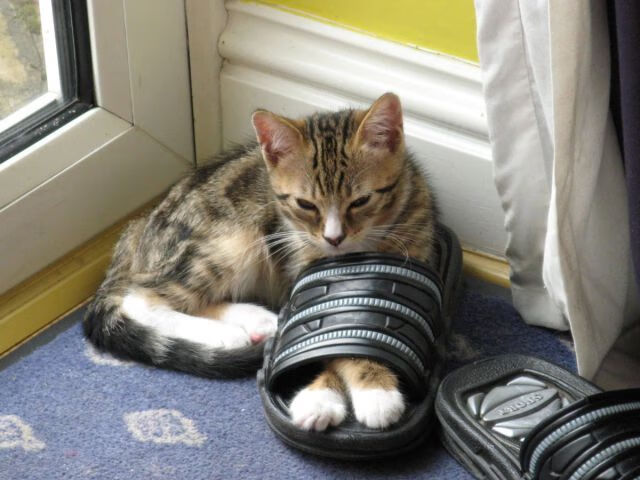 NBA球员伤病预防及管理,nba球员的伤病