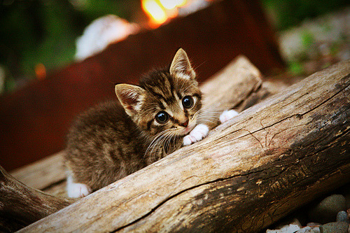 全国青少年武道表演赛中华武魂展现非凡风采，2020年全国青少年武术锦标赛
