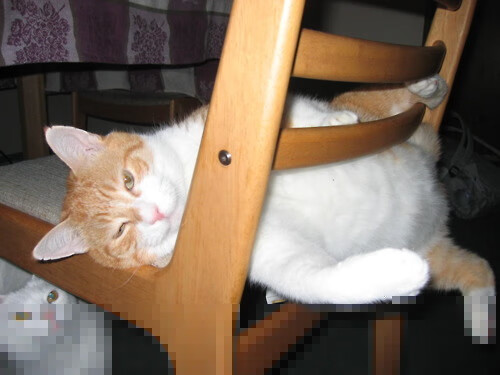 kaiyun网站-女子泳将赛后含泪致谢团队，女子游泳重赛结果