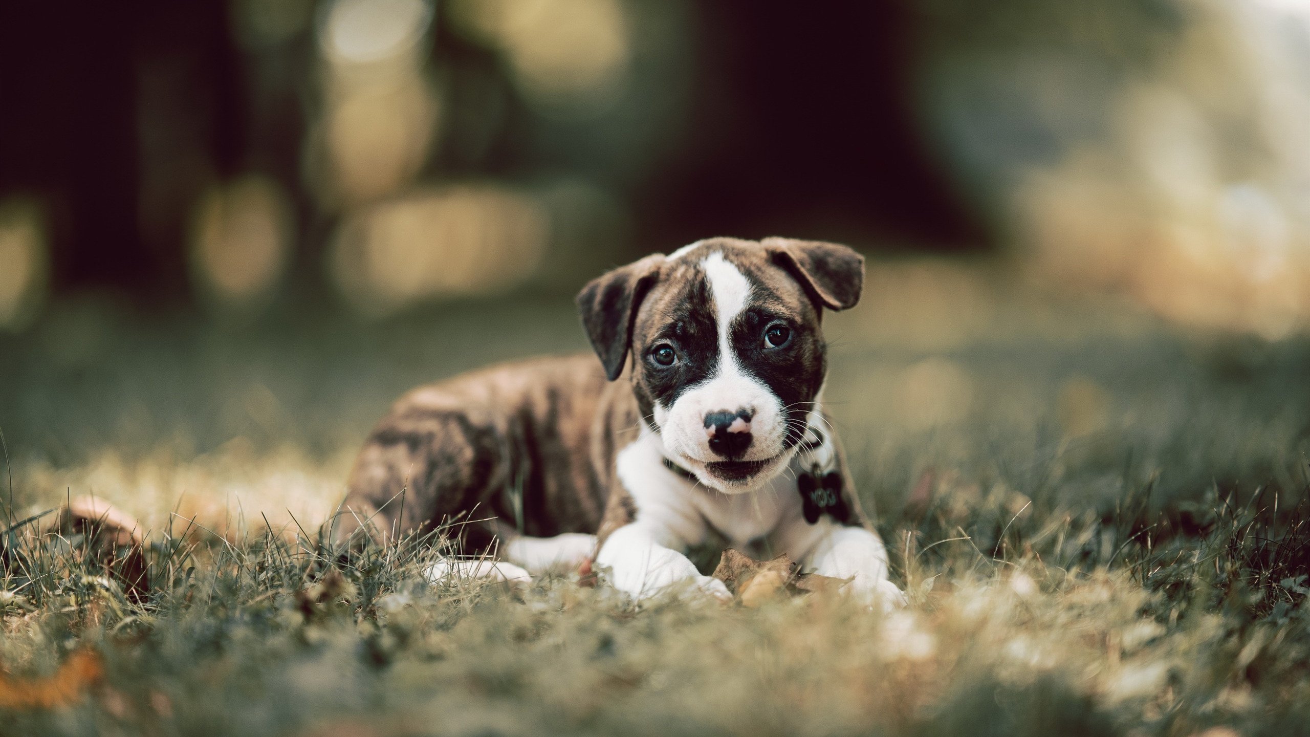 德国队备战国际乒联混合团体世界杯:赛制对战绩的影响,德国乒乓球参赛名单