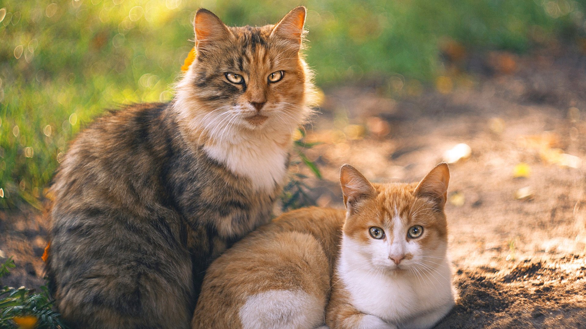 开云官方网站-拉齐奥边路攻势频繁撕裂对方防线，拉齐奥位置
