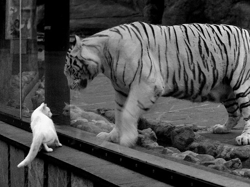 新月因球员疲劳拒赴香港比赛，新月new moon