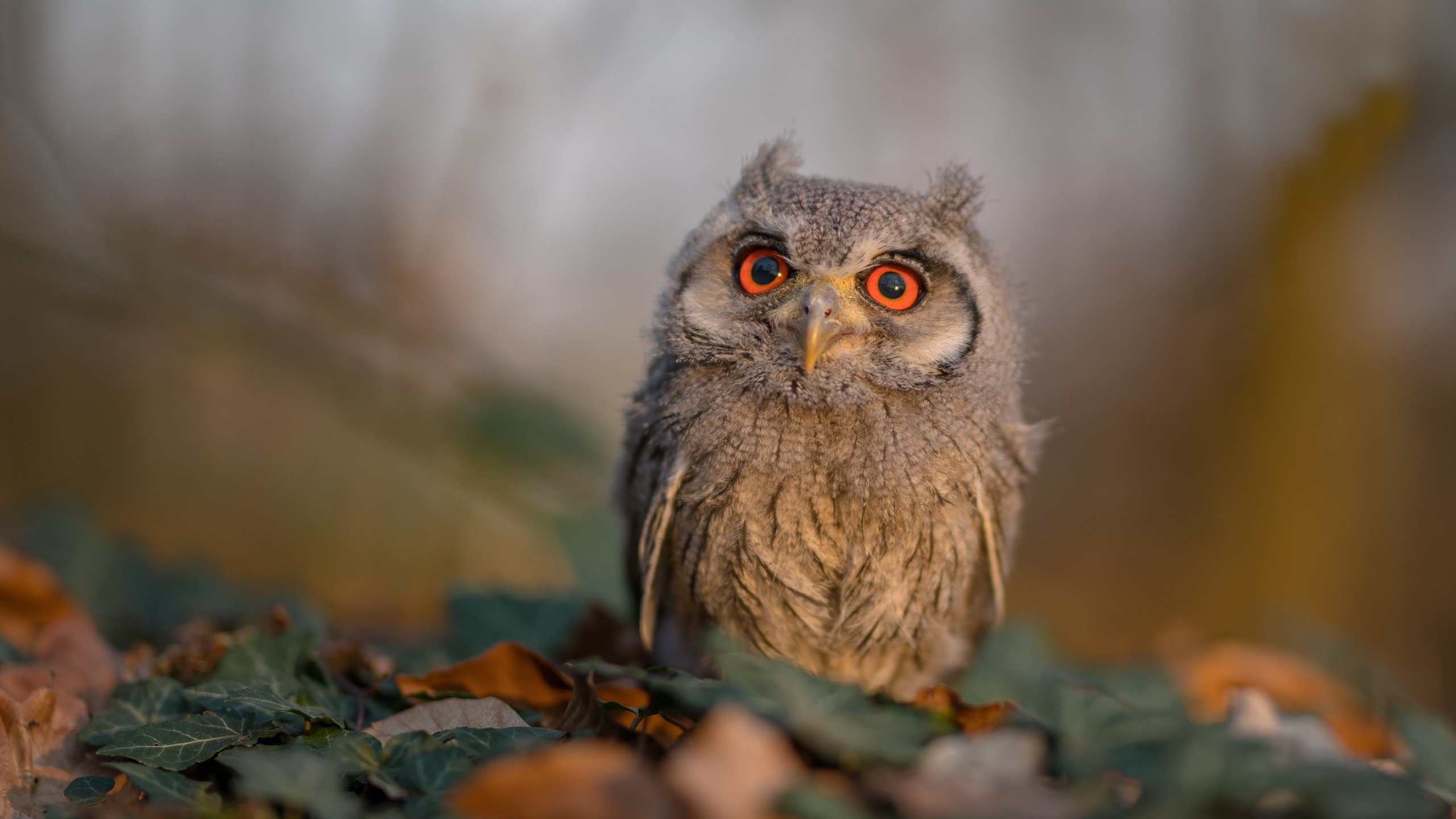 本土教练缺乏数据化战术支持