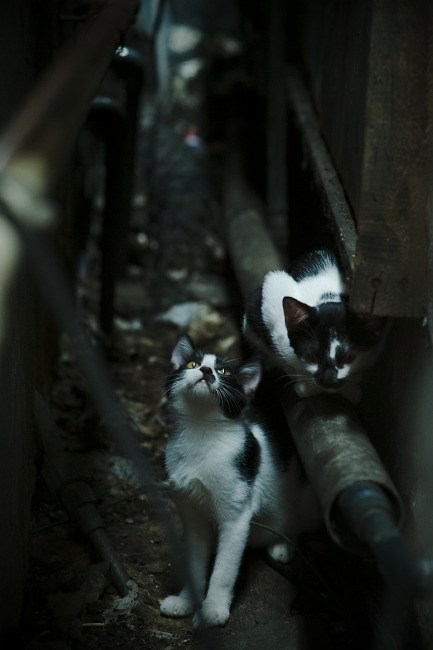 滑行区间利用率持续攀升,滑行间隔