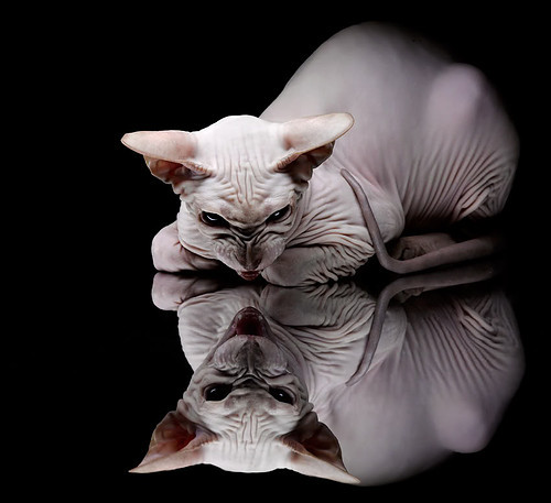 美国队赛制解读:如何在团体赛制中平衡个人与团队表现,美国队项目