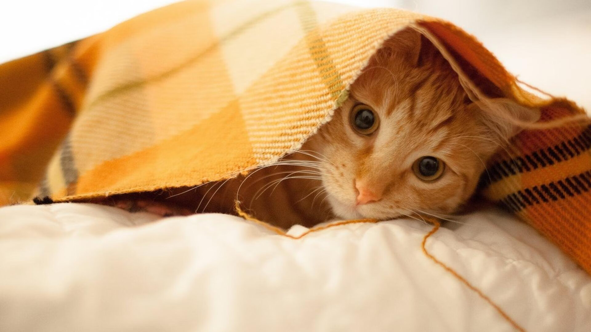 门兴格拉德巴赫连续冲击形成高压态势,门兴格拉德巴赫强吗