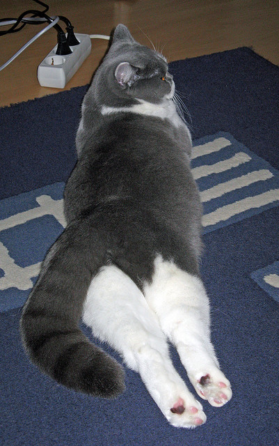 kaiyun中国官方网站-高校射箭联赛展开角逐 展现传统魅力，高校射箭比赛