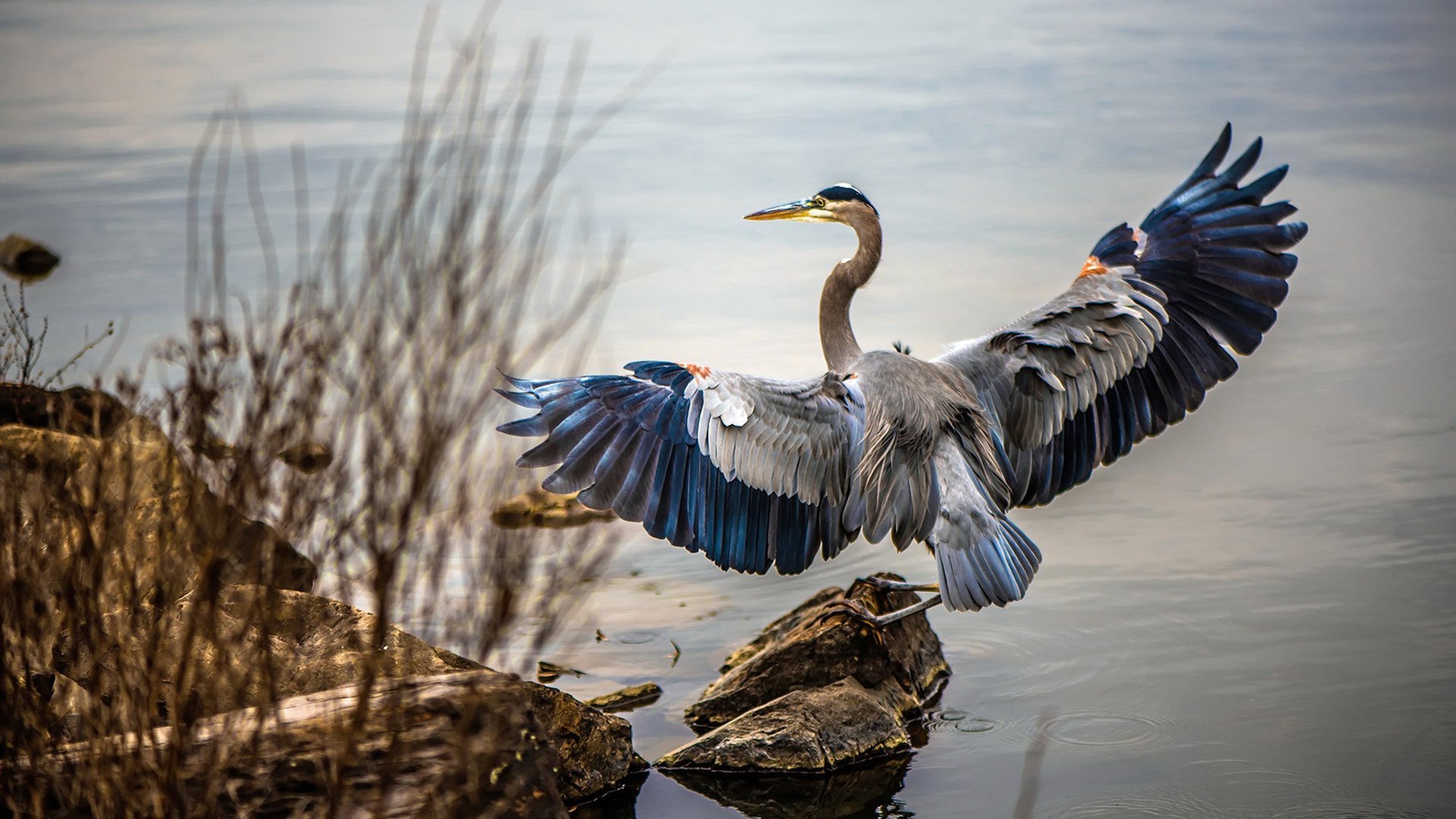 开云网页版-卡斯帕·科尔博赛场风采尽显未来潜力，科尔为什么不让帕斯卡尔上场