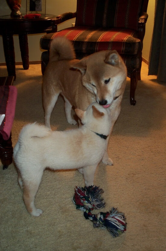 巴雷特：全黑队的“全能型进攻者”，每一场比赛都有精彩表现