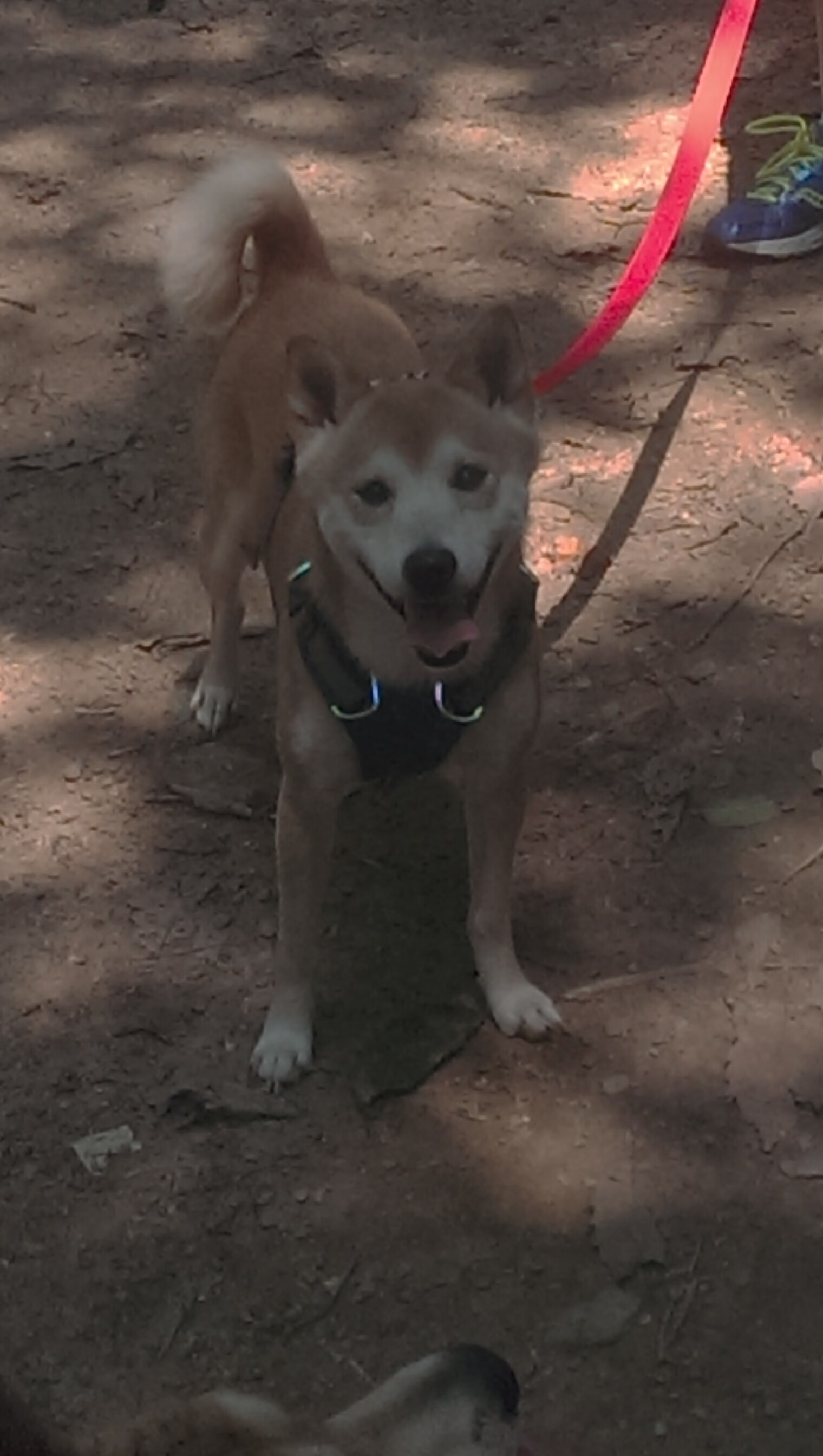 开云官网APP下载-德甲战场：攻防之间的极限对决，德甲防守水平