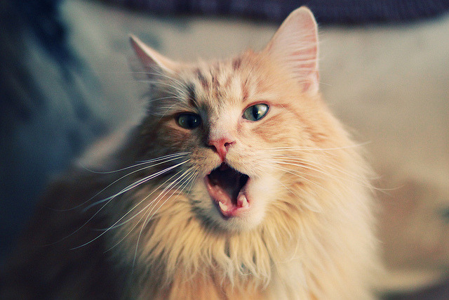 开云官方-张雨霏混合泳稳定发挥，张雨霏 混合泳