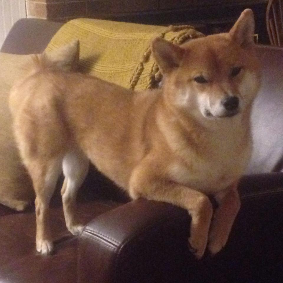 橄榄球运动员就业转型获支持，橄榄球就业前景