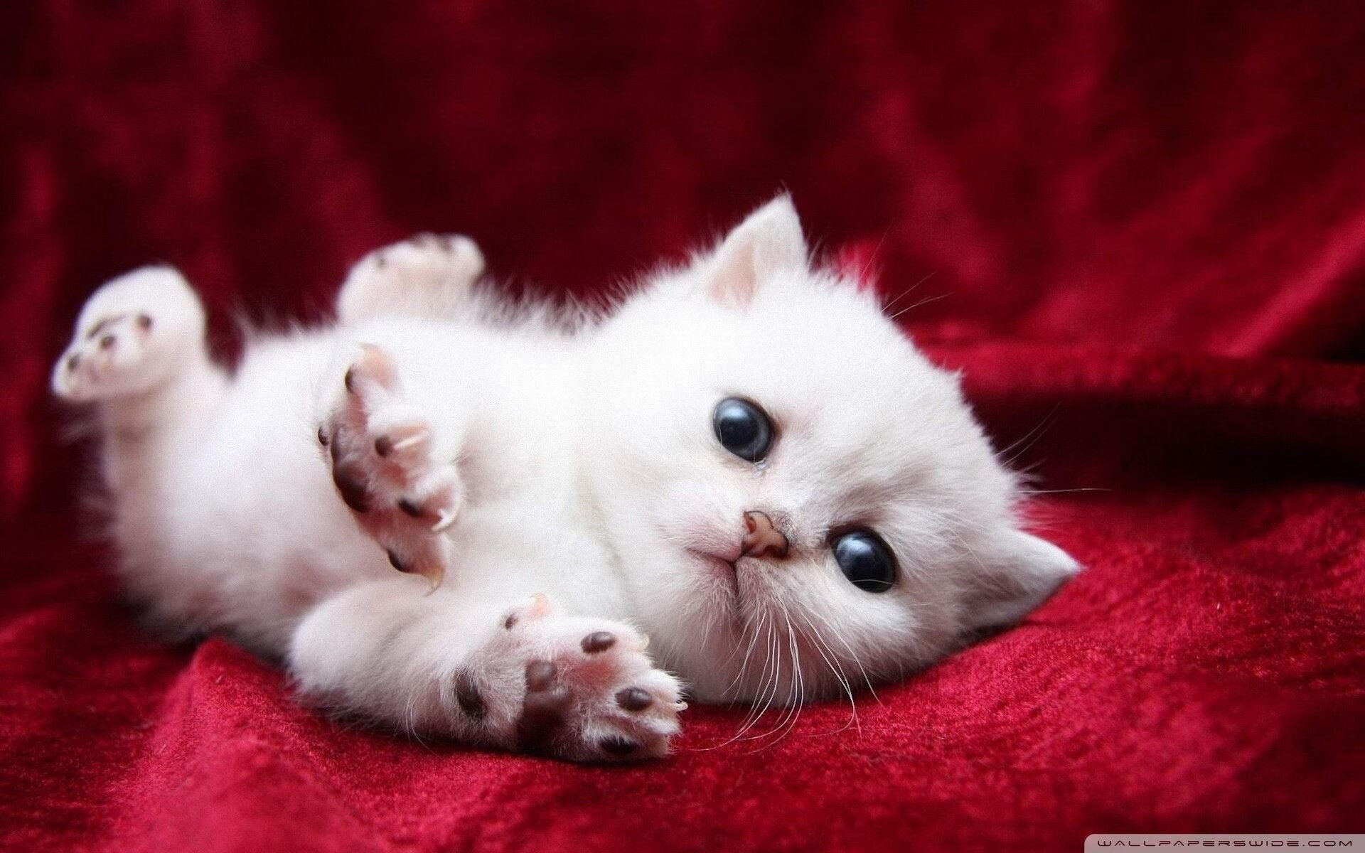 职业球员能力评估体系上线优化训练与比赛效率,球员能力表